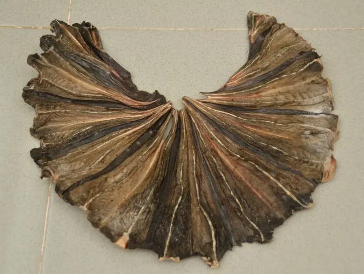 close-up-of-the-beautiful-dried-stingray